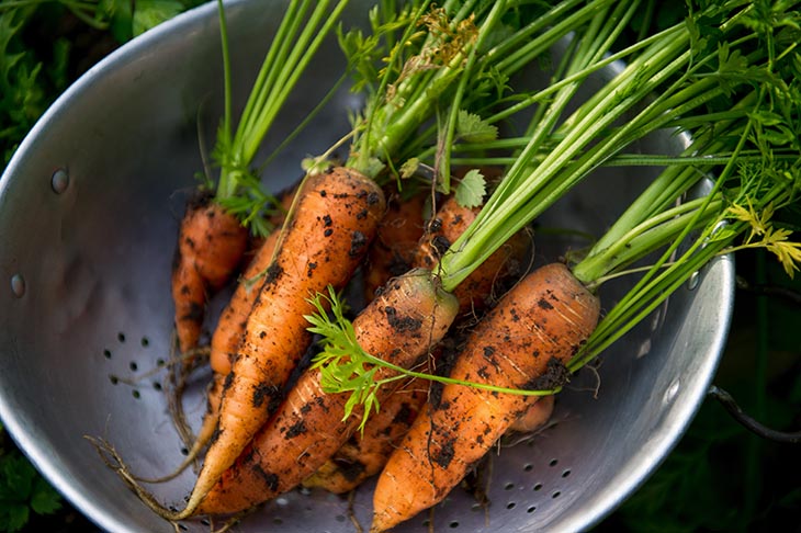 Home Grown Carrots in a Colander